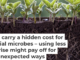 The activity of tiny microbes in and around the roots of crops such as soybeans are valuable for their growth. Oleh Malshakov/iStock/Getty Images Plus